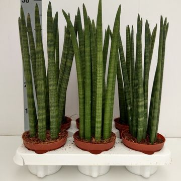 Sansevieria cylindrica 'Straight'