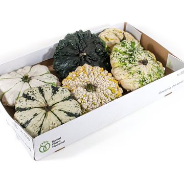 Cucurbita pepo PATISSON PANACHÉ MIX