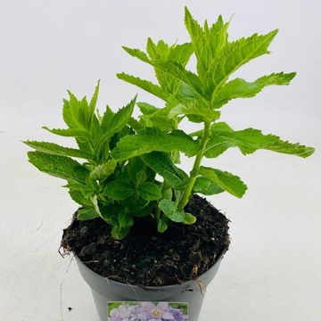 Campanula lactiflora 'Prichard's Variety'