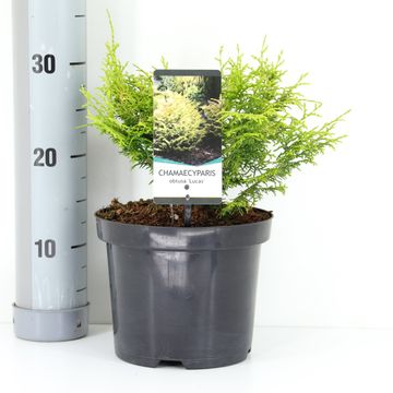 Chamaecyparis obtusa 'Lucas'