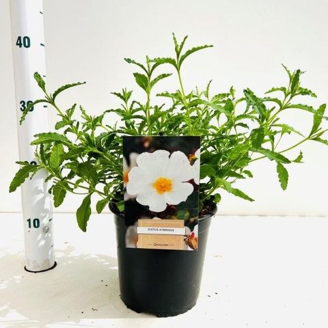 Cistus x hybridus