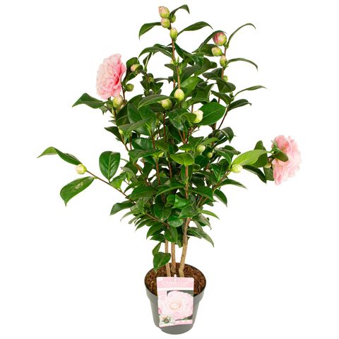 Camellia japonica 'Nuccio's Cameo'