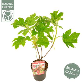 Hydrangea quercifolia 'Ruby Slippers'