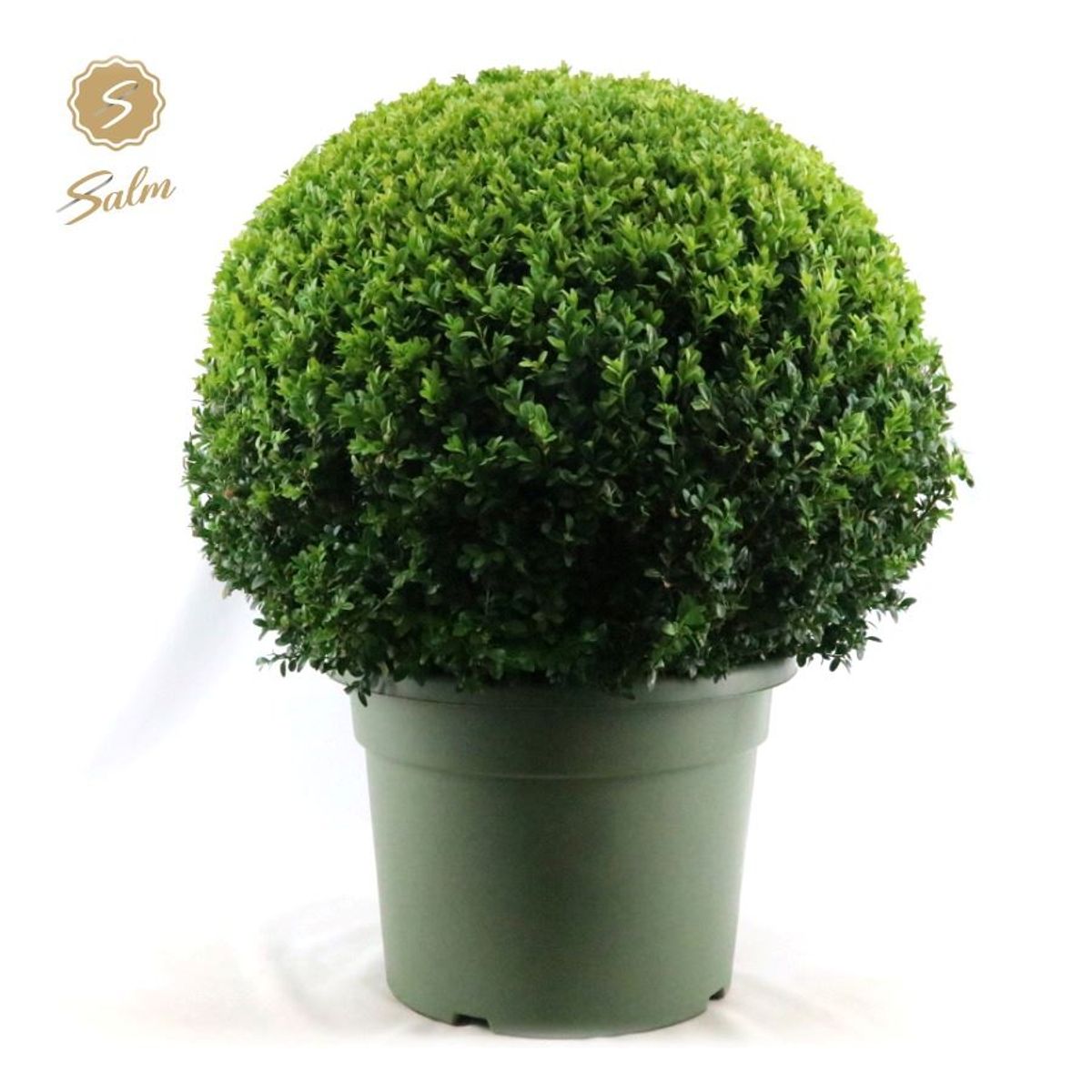 Buxus sempervirens — Plant Wholesale FlorAccess