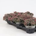 Sedum cauticola