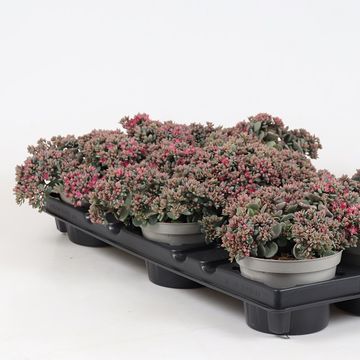 Sedum cauticola