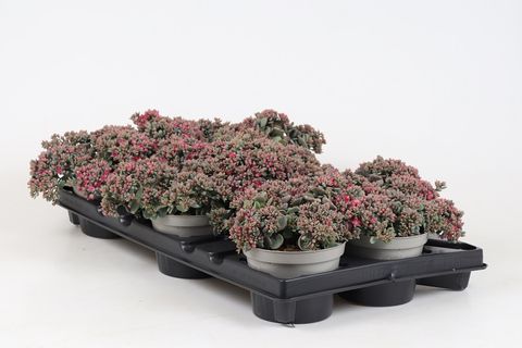 Sedum cauticola