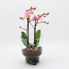 Arranjo Phalaenopsis