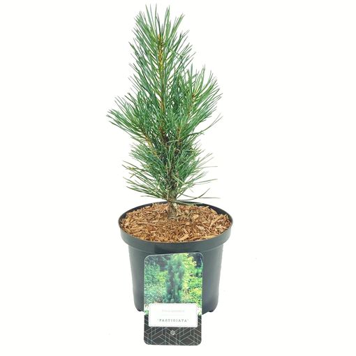 Pinus sylvestris 'Fastigiata'