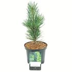 Pinus sylvestris 'Фастигиата'