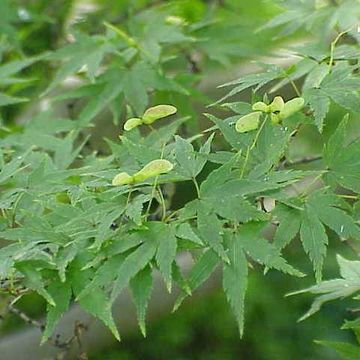 Acer palmatum