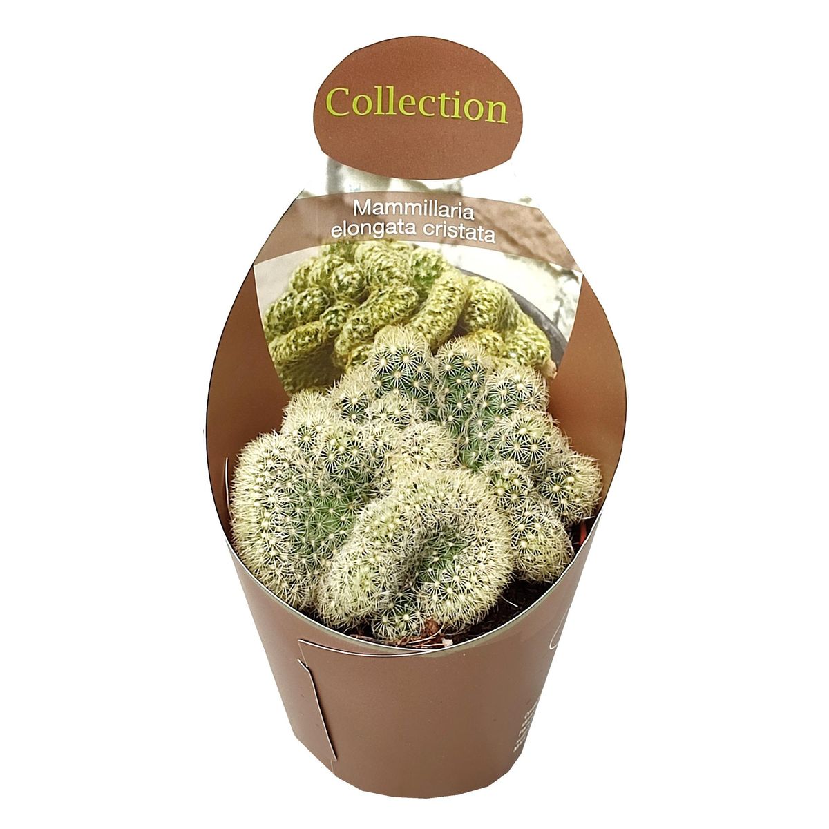Mammillaria elongata cristata — Bitkiler Toptan Satış FlorAccess
