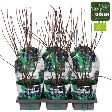 Aronia LOWBERRY LITTLE HELPERS