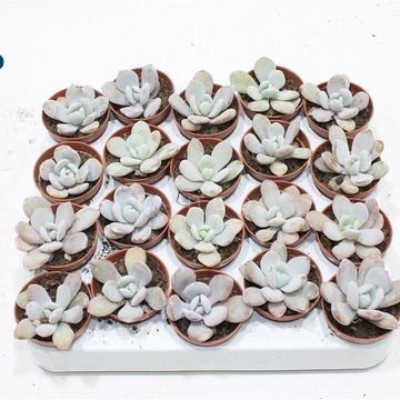 Echeveria laui