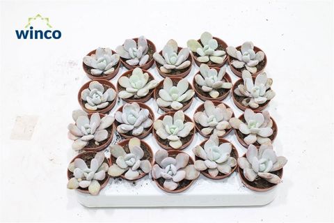Echeveria laui