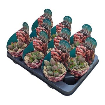 Adromischus marianae herrei 'Red Coral'