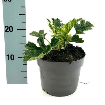 Acanthus 'Whitewater'