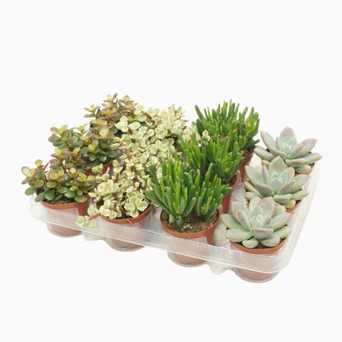 Succulents MIX