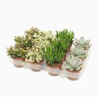 Succulents MIX