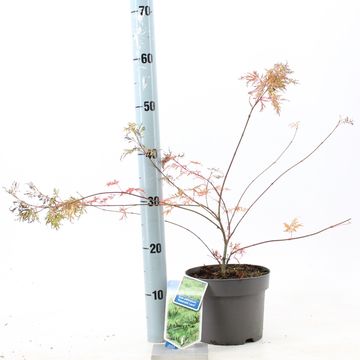 Acer palmatum 'Emerald Lace'