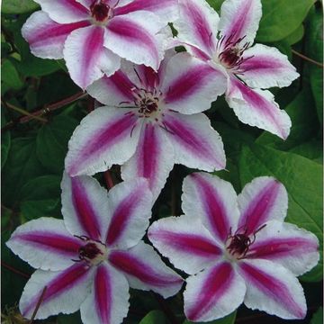 Clematis 'Pamina' (EL)