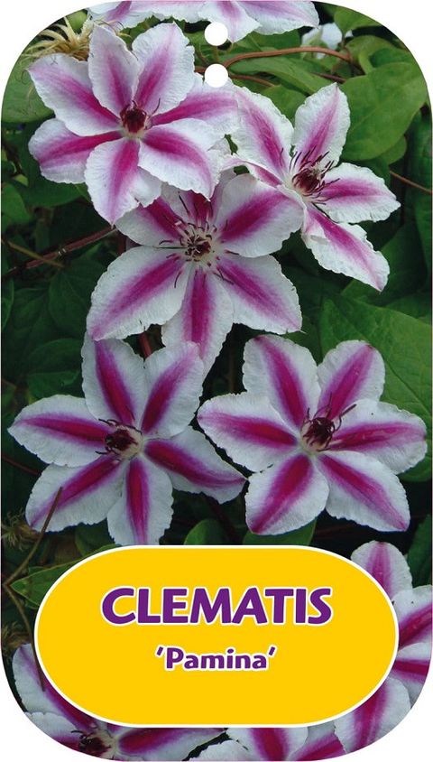 Clematis 'Pamina' (EL)