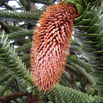 Araucaria araucana