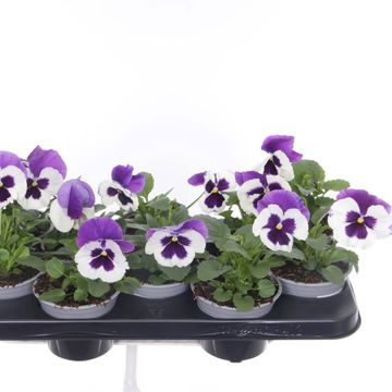 Viola x wittrockiana COLOSSUS F1 WHITE WITH PURPLE WING