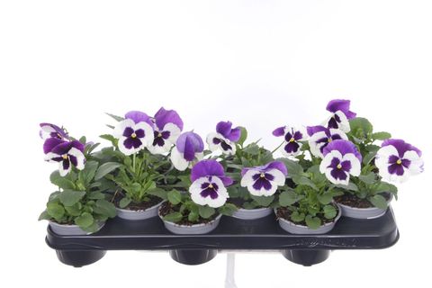 Viola x wittrockiana COLOSSUS F1 WHITE WITH PURPLE WING
