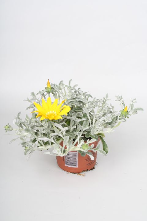 Gazania rigens 'Beda'