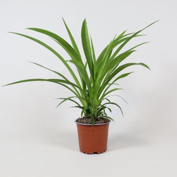 Chlorophytum comosum
