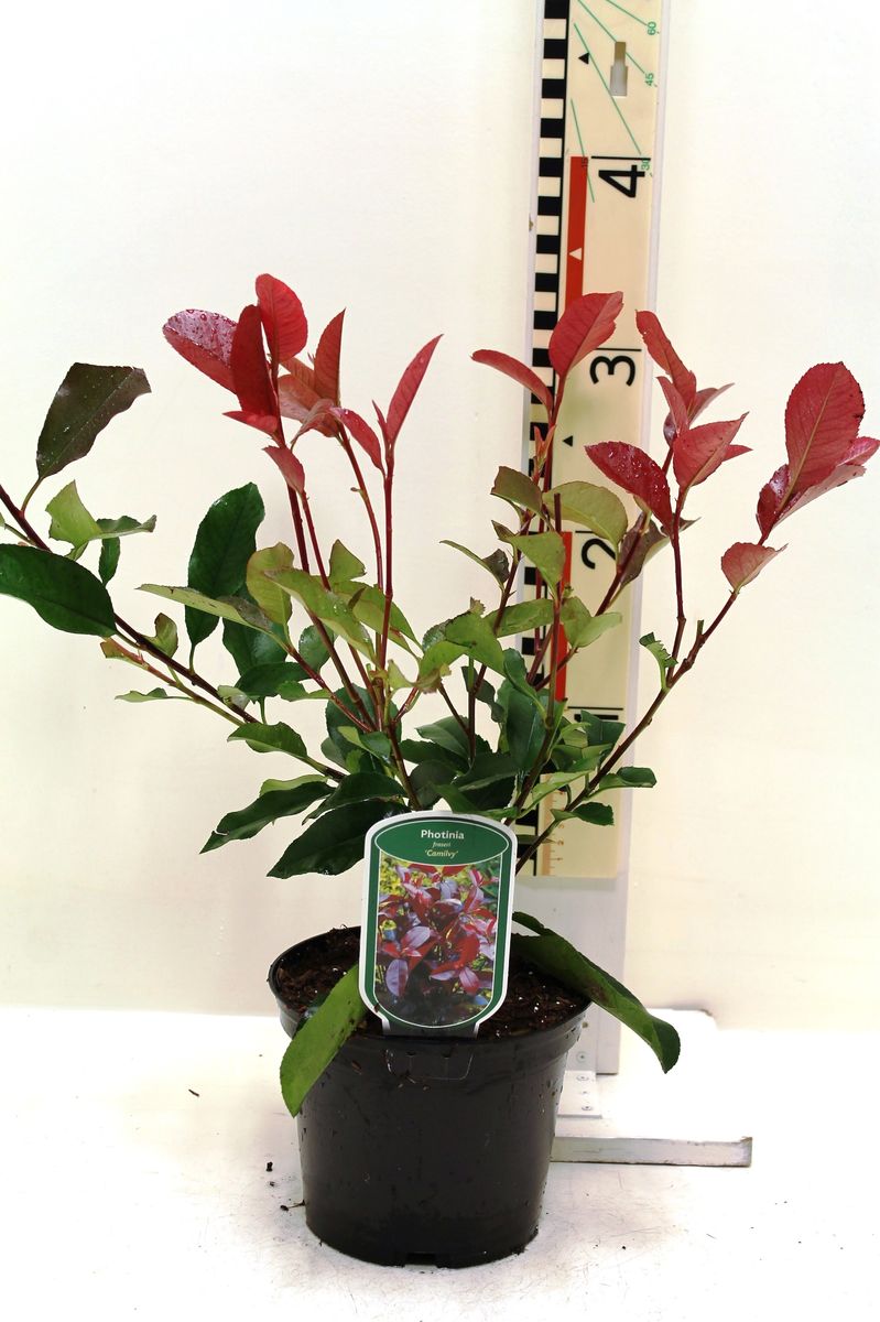 Photinia x fraseri 'Camilvy'  Pflanzengrohandel FlorAccess