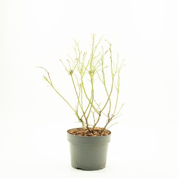 Vaccinium corymbosum 'Hortblue Petite'