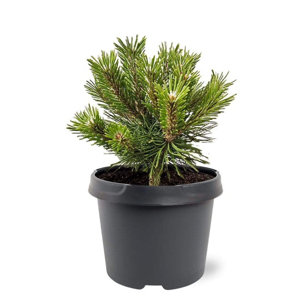 Pinus mugo 'Benjamin' — Plant Wholesale FlorAccess