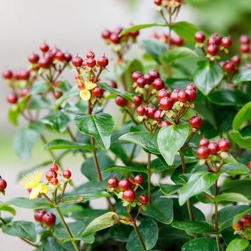 Hypericum MIRACLE MARVEL