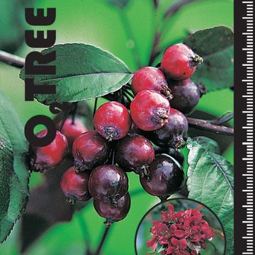 Malus 'Royalty'