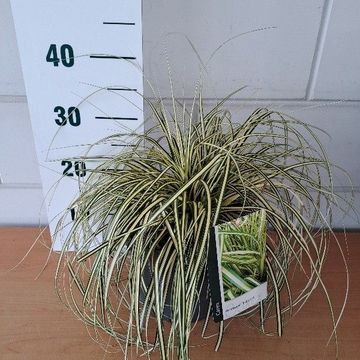 Carex oshimensis 'Evergold'