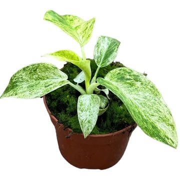 Philodendron giganteum 'Variegata'