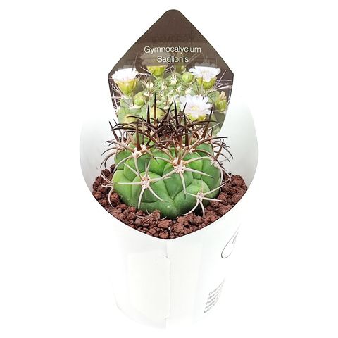 Gymnocalycium saglionis