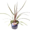 Cordyline australis 'Can Can'