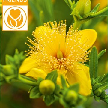 Hypericum kalmianum 'Gemo'