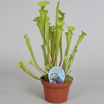 Sarracenia flava