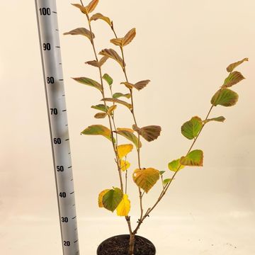 Hamamelis x intermedia 'Feuerzauber'