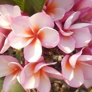 Plumeria rubra 'Hawaiian Opal Pink'