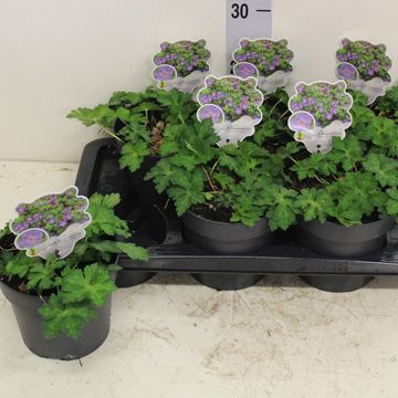 Geranium ROZANNE