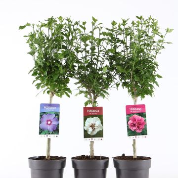 Hibiscus syriacus MIX