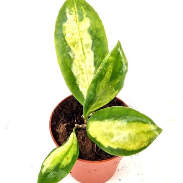 Hoya incrassata 'Variegata'