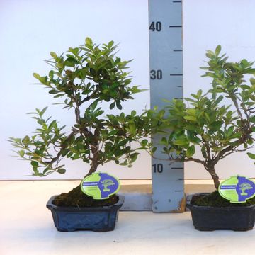 Rhododendron indicum