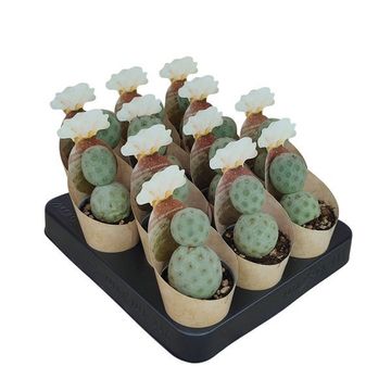 Tephrocactus geometricus