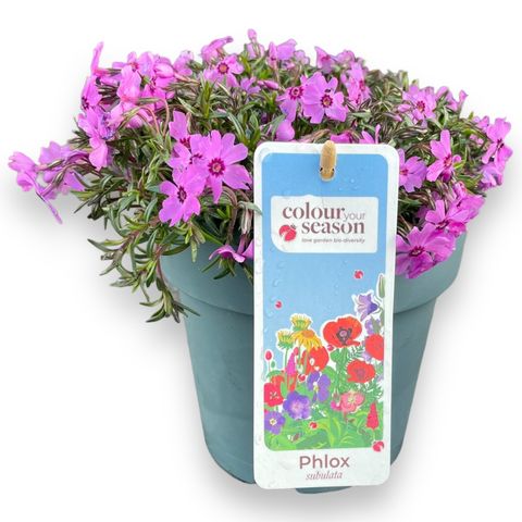 Phlox FABULOUS ROSE